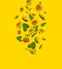 Flying yellow sunflowers, green leaves on yellow background Flat lay. Beautiful sunflowers floral...