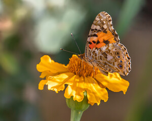Painted Lady Butterfly on a Marigold flower