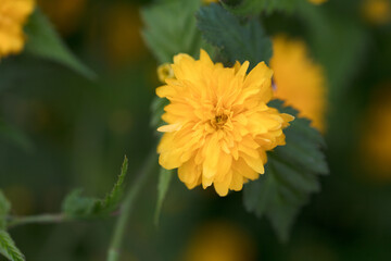 Daisy flower close-up
