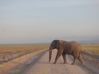 Kenya, afrique : éléphant traverse la route 