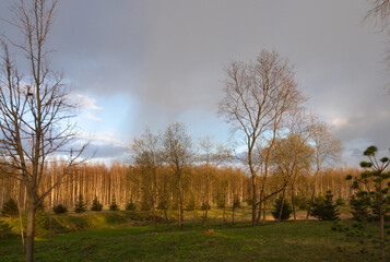 Spring sky with clouds over the forest. Evening landscape at sunset. The trees are flooded with warm sunlight. Clouds leaving after rain