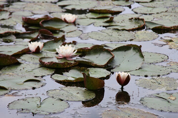 blooming water lilies in a garden in france