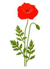 Poppies flowers vector illustration. Provence wildflowers 