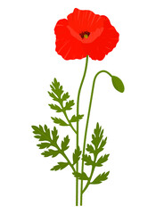 Obraz premium Poppies flowers vector illustration. Provence wildflowers 