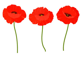 Poppies flowers vector illustration. Provence wildflowers 