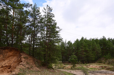 Fototapeta premium sand quarry in the spring pine forest. Old strong pine trees sticking out of the sandy rock. Minerals and beautiful landscape
