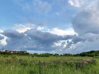 Obraz premium Green field with blooming lupine flowers under stormy evening overcast sky