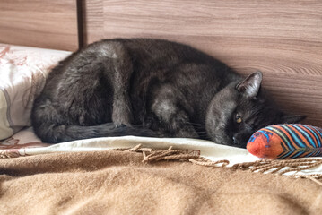 Sad sleepy cat lays on bed near his fish toy