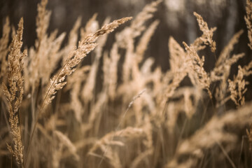 Fototapeta premium Dried reed grass in sunlight on blurred background