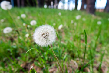 dandelion in the grass