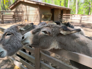 Two donkeys in the zoo look one way. Photography of animals..