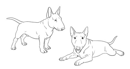 Bull Terrier puppy. Cute dogs puppies. Coloring template. Digital illustration.	