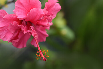 Obraz premium China Rose, red petals with yellow pollen stigma.
