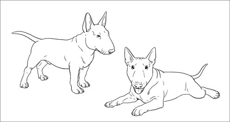 Bull Terrier puppy. Cute dogs puppies. Coloring template. Vector illustration.	