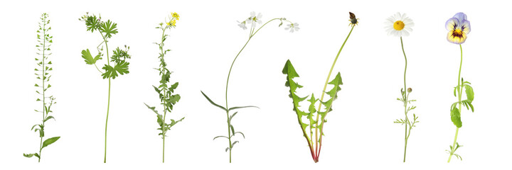 Collection of different beautiful wild flowers on white background. Banner design