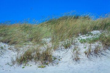 overgrown with grass ocean dunes