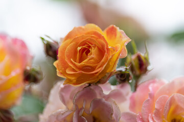 雨に濡れた薔薇