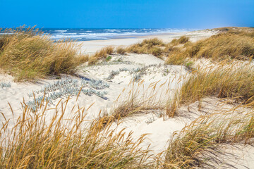 Fototapeta na wymiar overgrown with grass ocean dunes