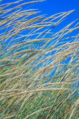 dry yellow grass against blue sky