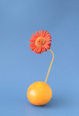 Grapefruit citrus fruit from which burgundy gerbera flower emerges on a blue background. Fruity...