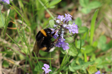 Bumble bee on a Carpet bugle weed in bloom. Ajuga reptans flower with bumble bee