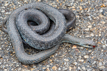 Aesculapian snake on the asphalt. A non-venomous snake on the road.