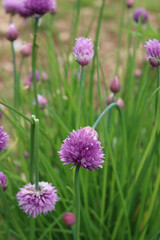 Fototapeta na wymiar Chives or Allium Schoenoprasum in bloom with purple violet flowers and blossoms and green stems