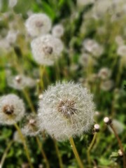 blurry floral background of white dandelions on the field of close up. flower wallpaper.