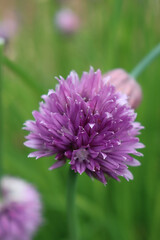 Chives or Allium Schoenoprasum in bloom with purple violet flowers and blossoms and green stems