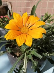 bright orange Gazania flowers in a pot on the background of blooming petunias on the balcony on a...