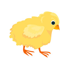 Chicken flat icon. Colored vector element from birds collection. Creative Chicken icon for web design, templates and infographics.
