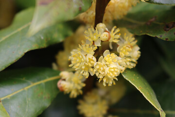 Close-up of many yellow flowers of Laurel bush on branch. Laurus nobilis in bloom on springtime
