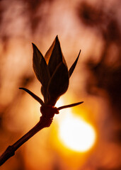 Close-up photography with a blooming tree bud with young foliage silhouette against colorful blurred background