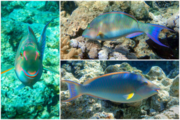 Coral fish - Longnose Parrotfish - Hipposcarus harid in the Red Sea, Egypt - Collage set
