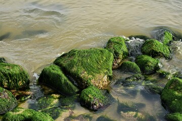 Stones overgrown with algae in the shallow water on the beach