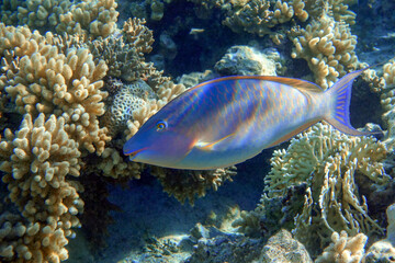 Fototapeta na wymiar Coral fish - Longnose Parrotfish - Hipposcarus harid in the Red Sea, Egypt 