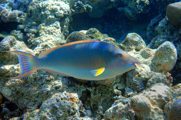 Naklejka na ściany i meble Coral fish - Longnose Parrotfish - Hipposcarus harid in the Red Sea, Egypt 