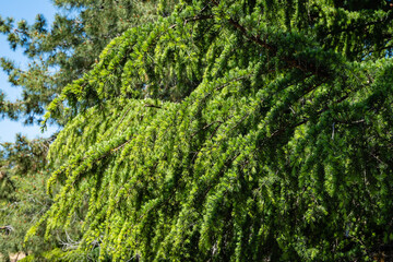 Young bright green needles of Himalayan cedar (Cedrus Deodara, Deodar) growing on embankment of resort town of Adler. Close-up. Black Sea. Blurred background. Selective focus. Adler. Sochi.