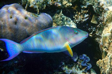 Coral fish - Longnose Parrotfish - Hipposcarus harid in the Red Sea, Egypt 