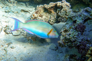 Obraz na płótnie Canvas Coral fish - Longnose Parrotfish - Hipposcarus harid in the Red Sea, Egypt 