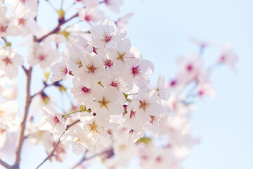 中之島の桜