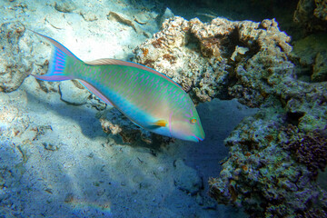 Coral fish - Longnose Parrotfish - Hipposcarus harid in the Red Sea, Egypt 