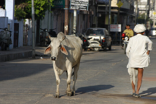 Vaca circulando libremente pos las calles de Jaipur en India