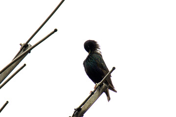 a wet starling, sturnus vulgaris, on a rainy spring day