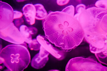 Tube jellyfish purple light fluorescent