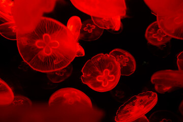 Tube jellyfish red light fluorescent