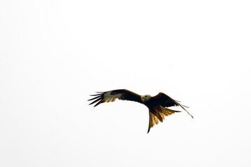 Obraz premium a red kite, milvus milvus, is flying in the air and is looking for feed