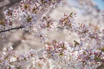 中之島の桜