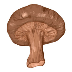 Shiitake mushroom drawn in vector by hand