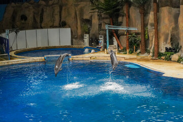 Dolphin show in the aquarium